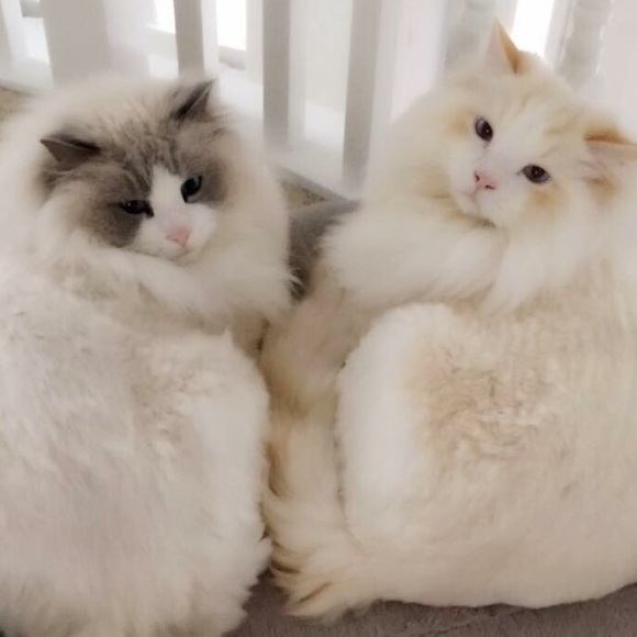 Meet your Posher, Mai - Picture 1 of 1